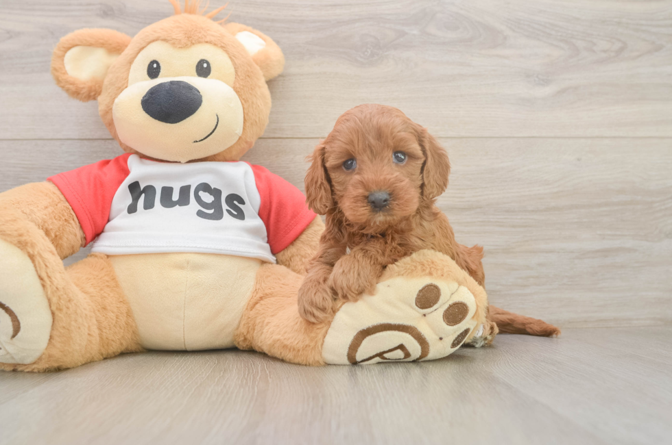 5 week old Cavapoo Puppy For Sale - Lone Star Pups