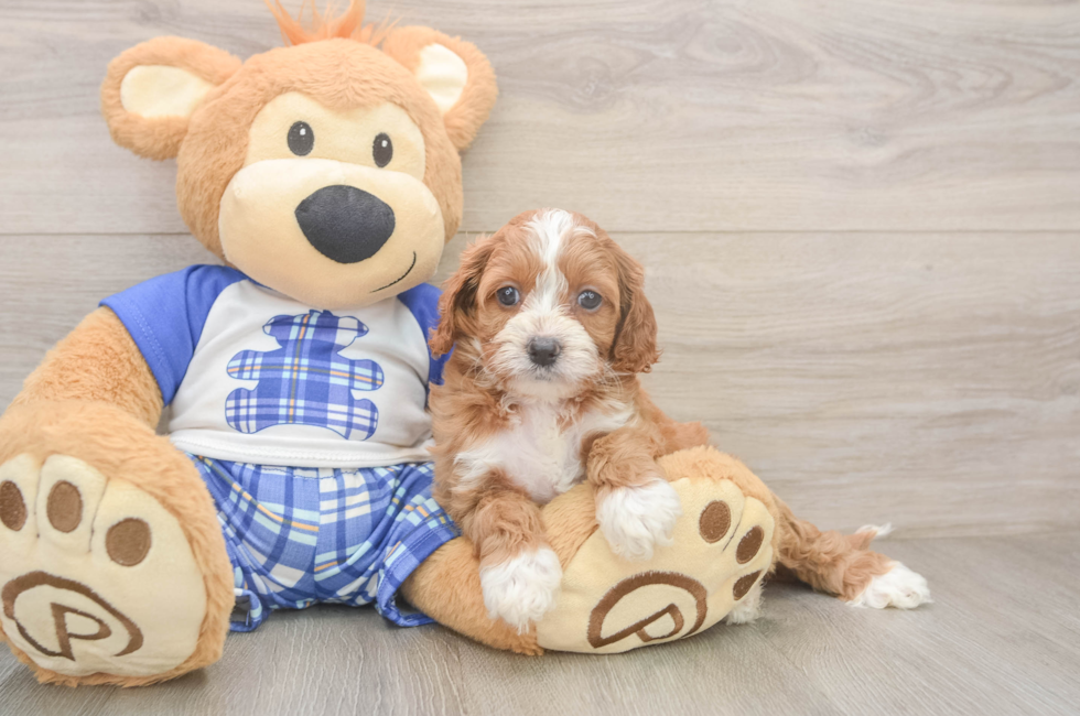 5 week old Cavapoo Puppy For Sale - Lone Star Pups