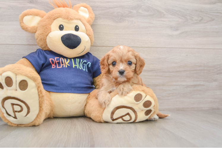 Smart Cavapoo Poodle Mix Pup