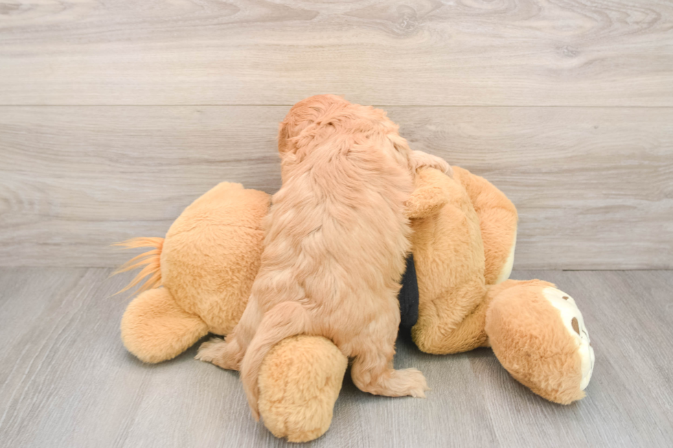 Cavapoo Pup Being Cute