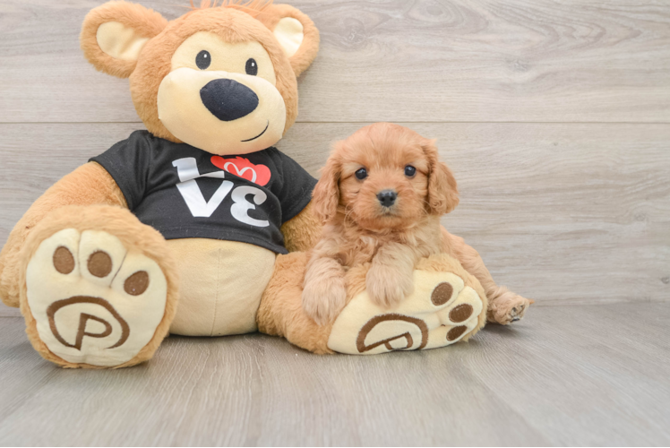 Fluffy Cavapoo Poodle Mix Pup