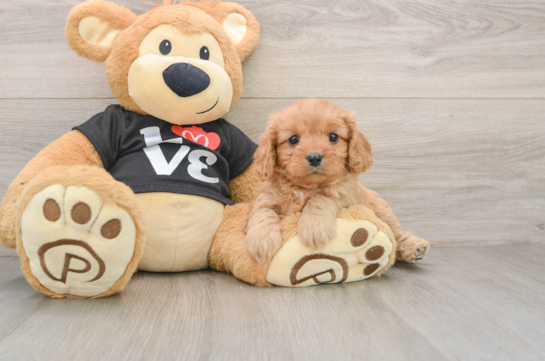 Fluffy Cavapoo Poodle Mix Pup