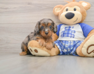 8 week old Cavapoo Puppy For Sale - Lone Star Pups