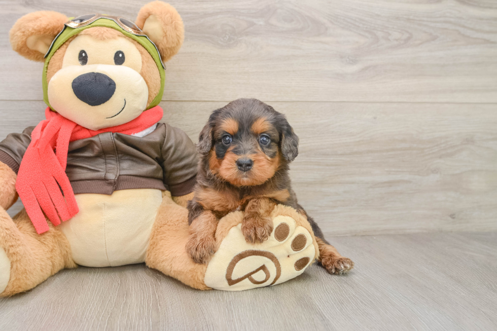 Cavapoo Puppy for Adoption