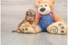 Happy Cavapoo Baby