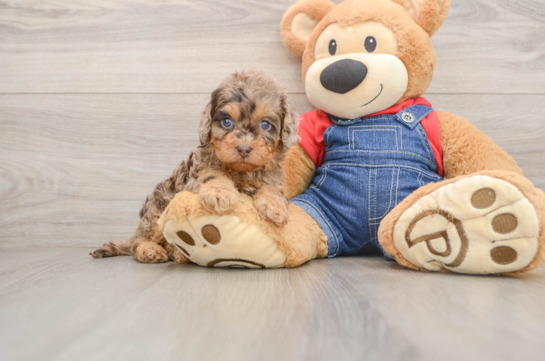 Happy Cavapoo Baby