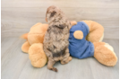 Cavapoo Pup Being Cute