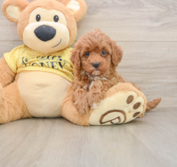 7 week old Cavapoo Puppy For Sale - Lone Star Pups