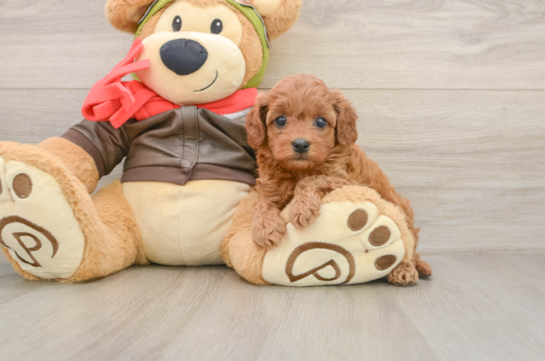 Cavapoo Puppy for Adoption