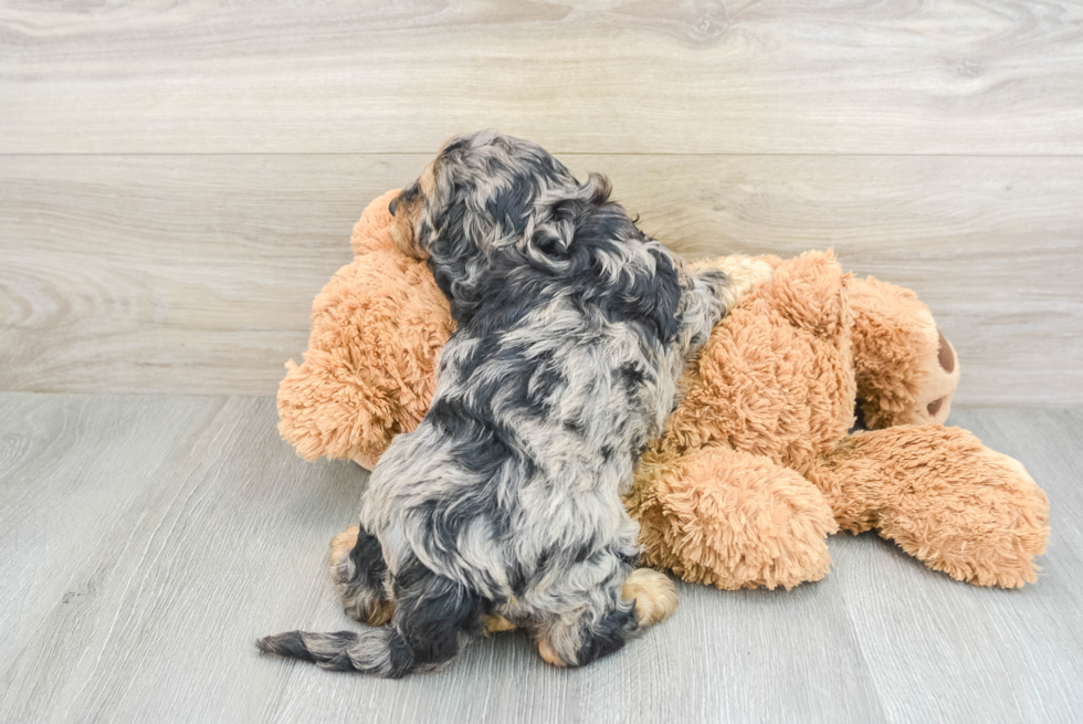 Cavapoo Pup Being Cute