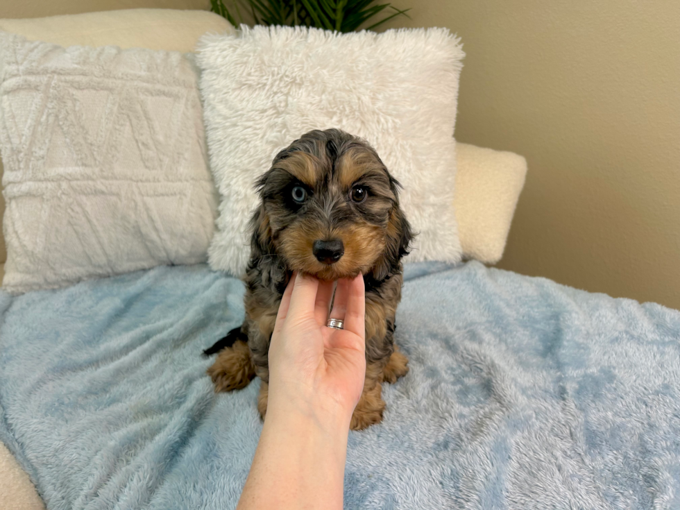 Cute Cavapoo Baby