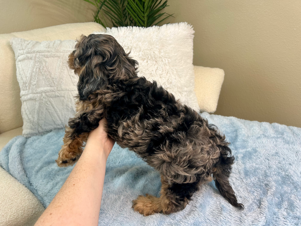 Cavapoo Puppy for Adoption