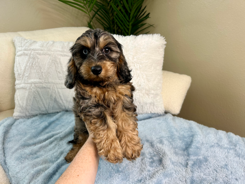 Cavapoo Puppy for Adoption