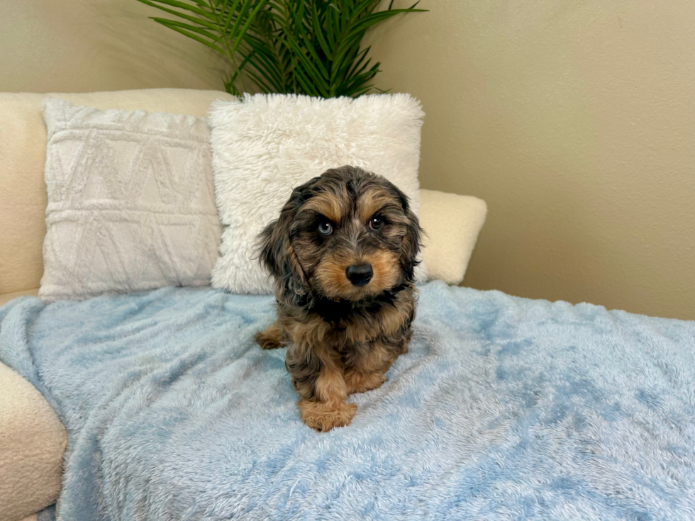 Cute Cavalier King Charles Spaniel and Poodle Mix Poodle Mix Puppy