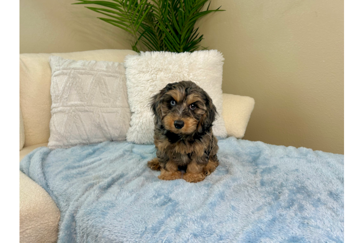 Cute Cavapoodle Poodle Mix Puppy