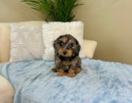 10 week old Cavapoo Puppy For Sale - Lone Star Pups