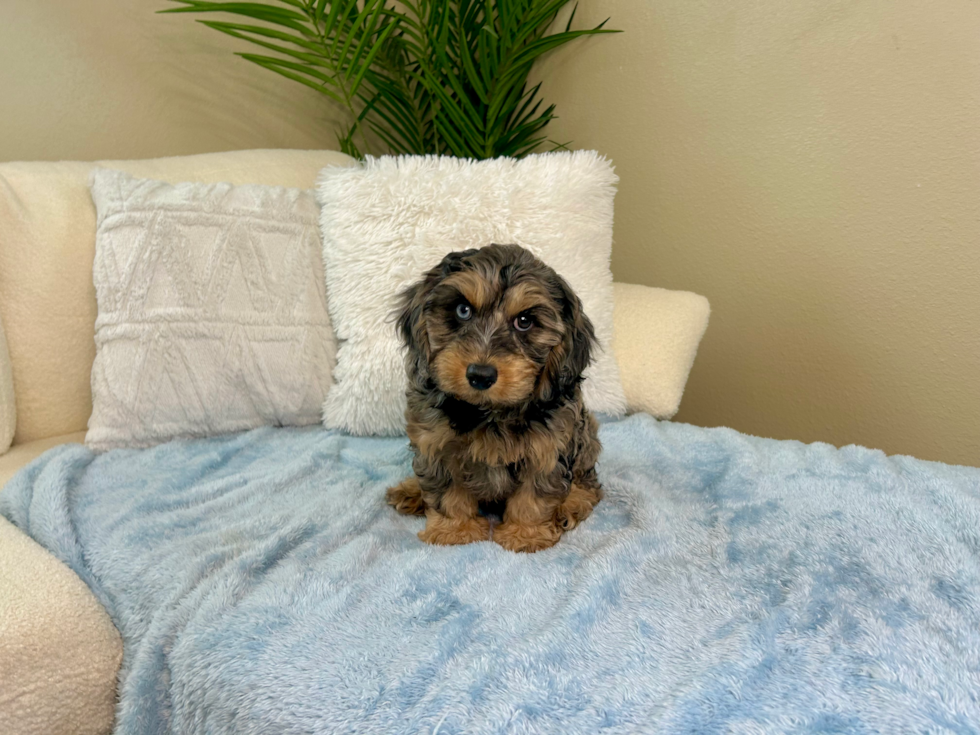 Cute Cavapoodle Poodle Mix Puppy