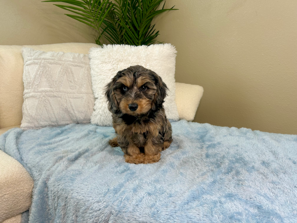 Cavapoo Pup Being Cute