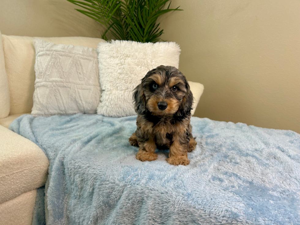 Cavapoo Puppy for Adoption