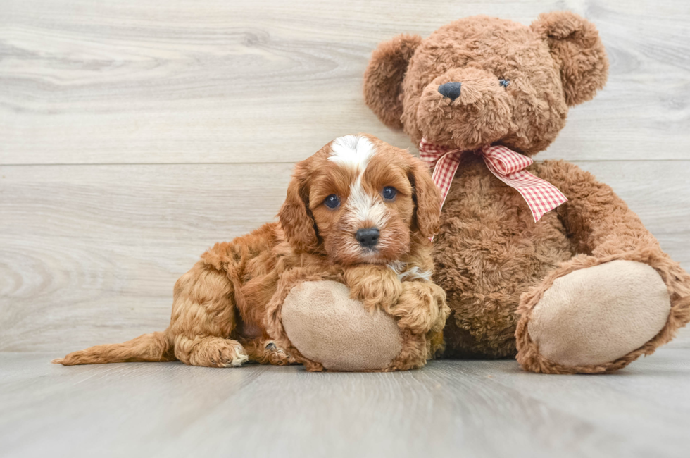 7 week old Cavapoo Puppy For Sale - Lone Star Pups