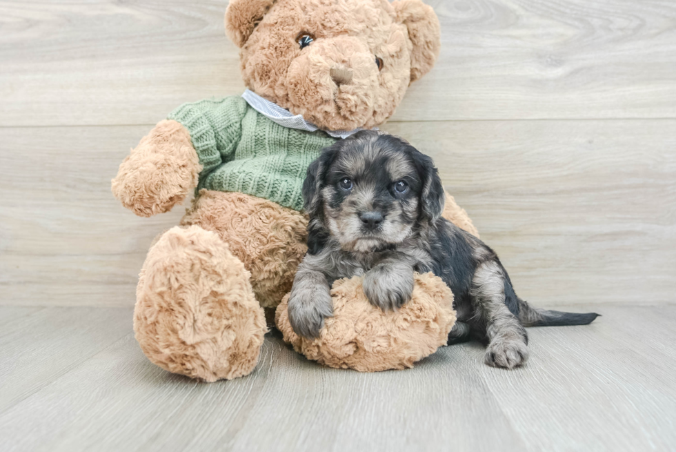 Cavapoo Puppy for Adoption