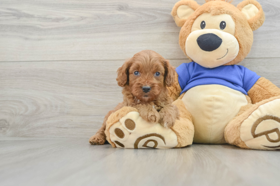 6 week old Cavapoo Puppy For Sale - Lone Star Pups