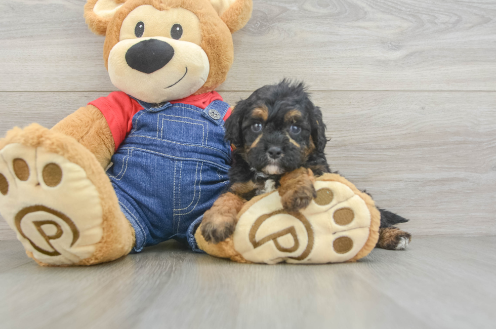 6 week old Cavapoo Puppy For Sale - Lone Star Pups