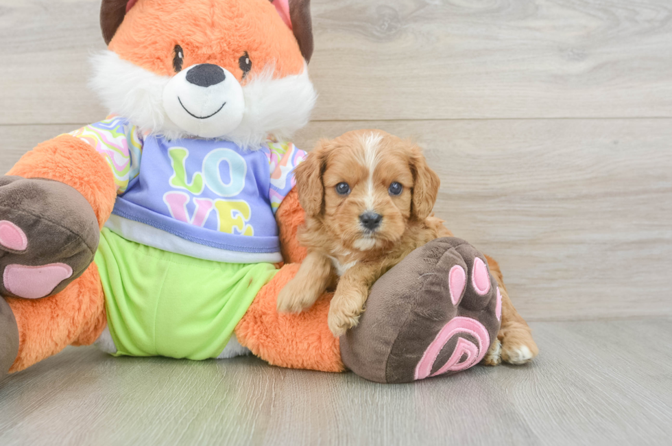 5 week old Cavapoo Puppy For Sale - Lone Star Pups