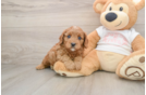 Funny Cavapoo Poodle Mix Pup