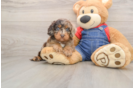 Cavapoo Pup Being Cute