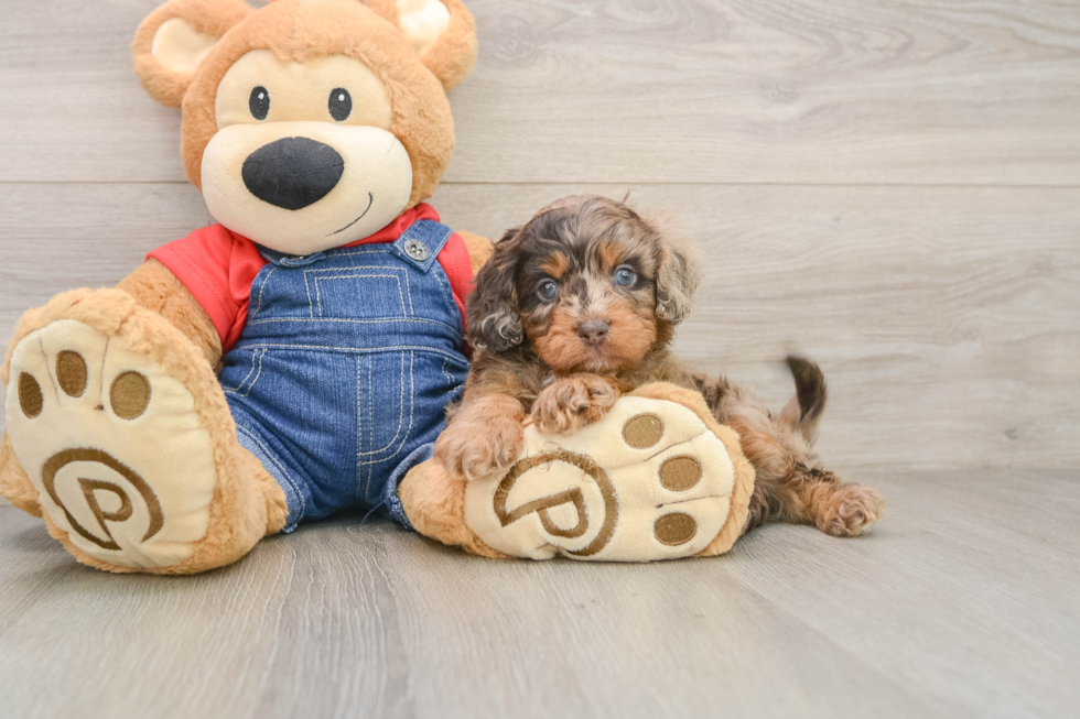 Cavapoo Puppy for Adoption