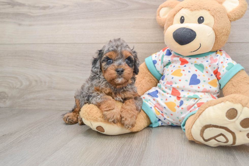 Sweet Cavapoo Baby