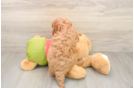 Petite Cavapoo Poodle Mix Pup