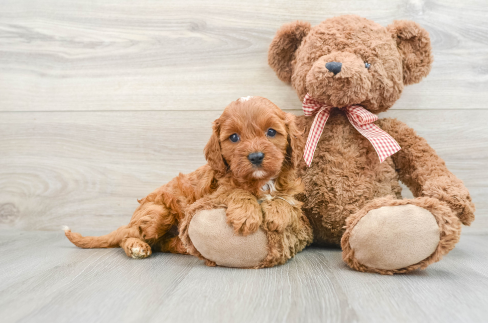 7 week old Cavapoo Puppy For Sale - Lone Star Pups