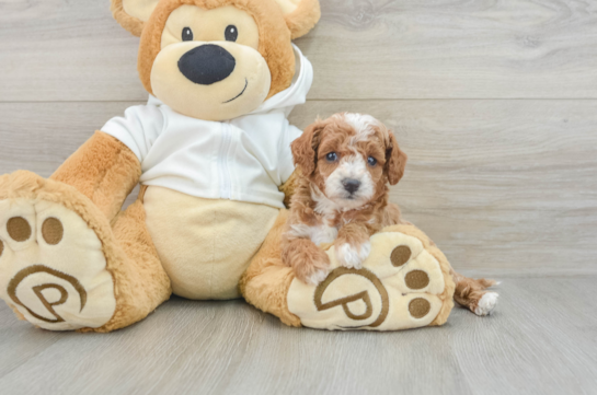 Playful Cavapoodle Poodle Mix Puppy