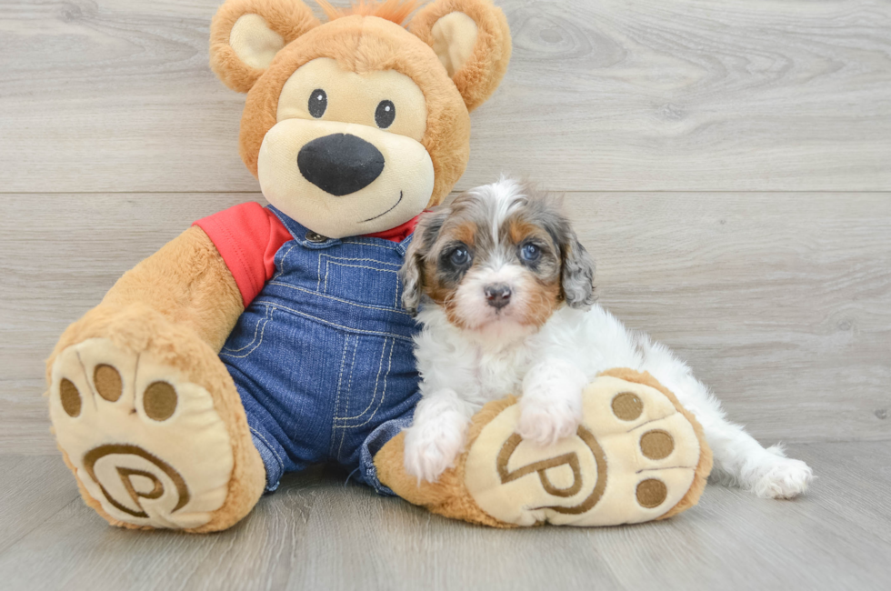 6 week old Cavapoo Puppy For Sale - Lone Star Pups
