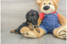 Playful Cavapoodle Poodle Mix Puppy