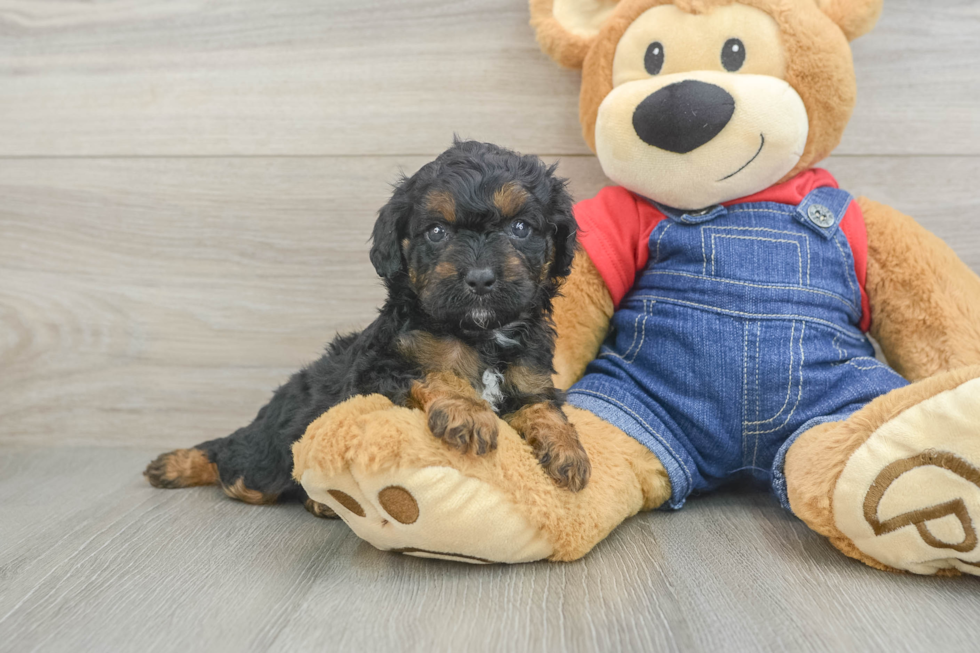 Playful Cavapoodle Poodle Mix Puppy