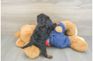 Cavapoo Puppy for Adoption