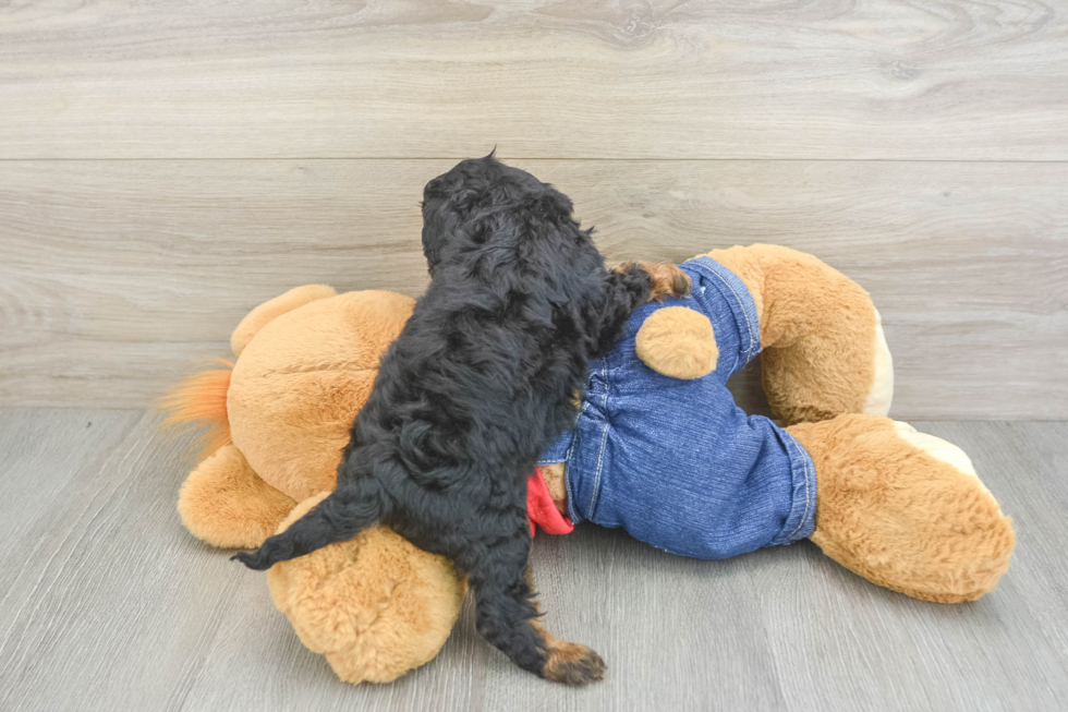 Cavapoo Puppy for Adoption