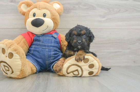 Popular Cavapoo Poodle Mix Pup