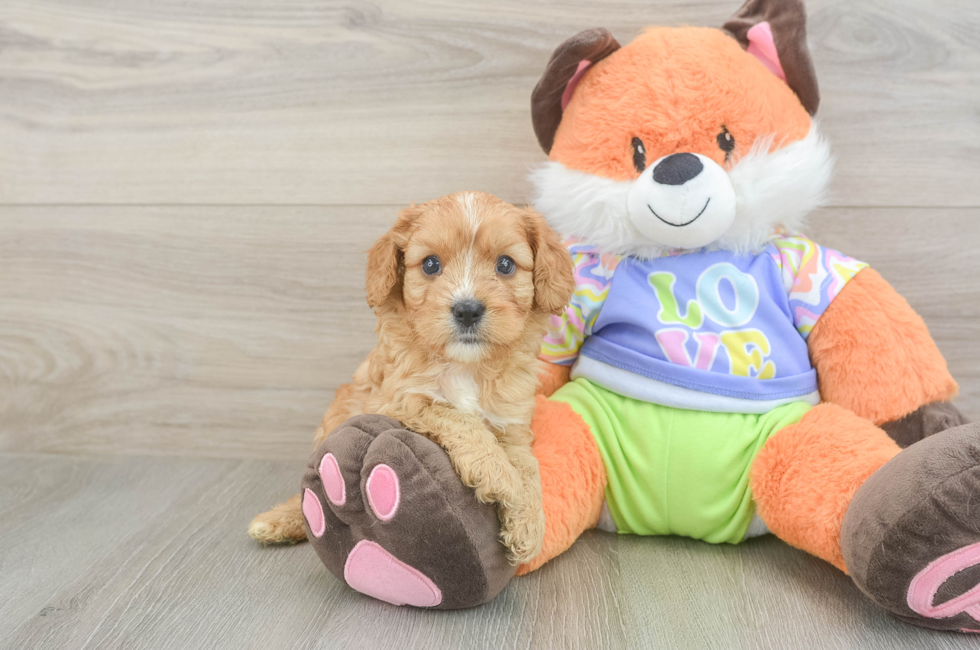 5 week old Cavapoo Puppy For Sale - Lone Star Pups