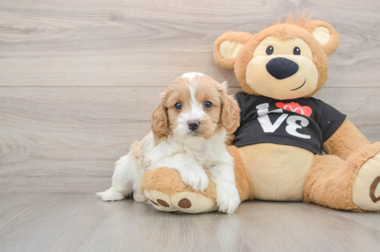 Cavapoo Pup Being Cute