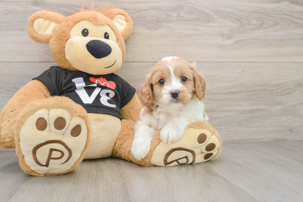 Popular Cavapoo Poodle Mix Pup