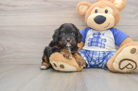 Happy Cavapoo Baby
