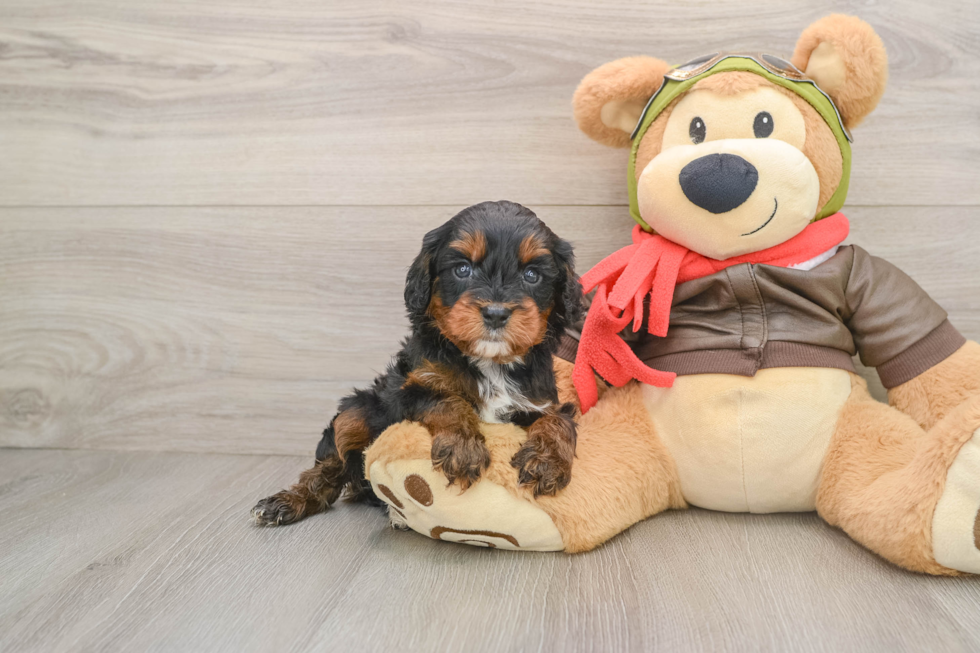 Playful Cavapoodle Poodle Mix Puppy