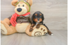 Smart Cavapoo Poodle Mix Pup