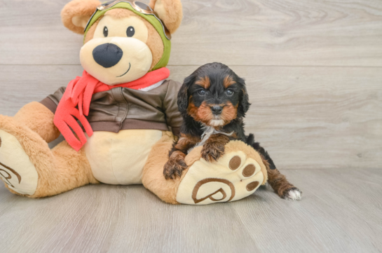 Smart Cavapoo Poodle Mix Pup