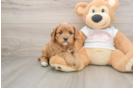Cute Cavapoo Baby