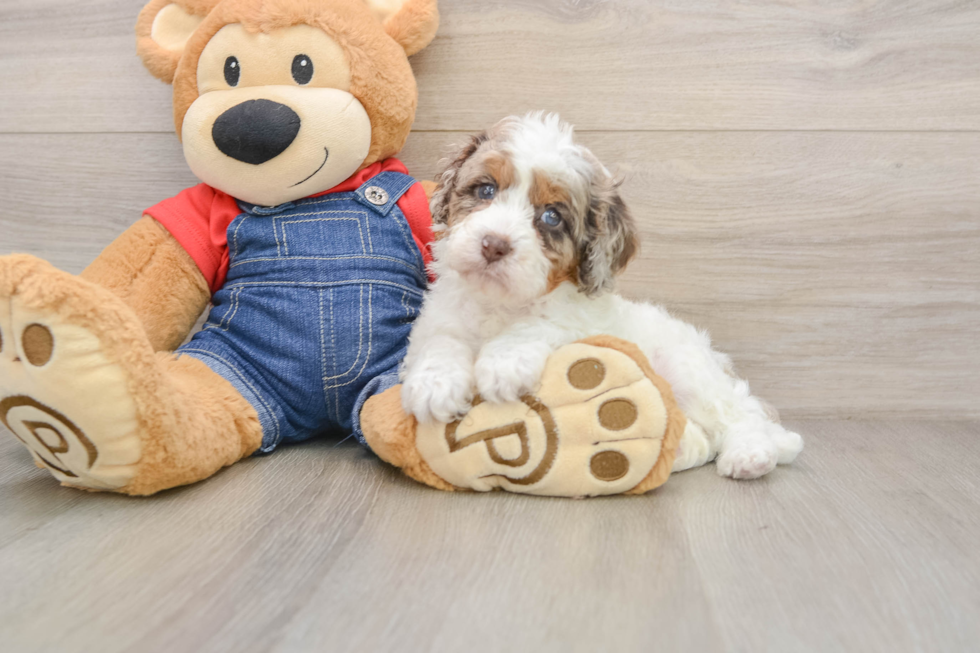 Cavapoo Pup Being Cute